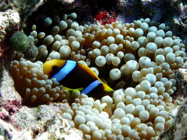 61- Poisson-clown dans son anemone 